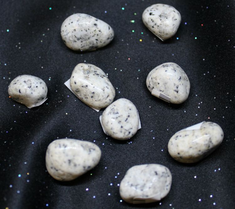 Jasper Dalmatian
