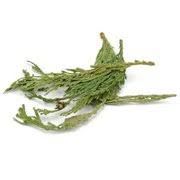 Cedar Tips - Western Red (1 oz)
