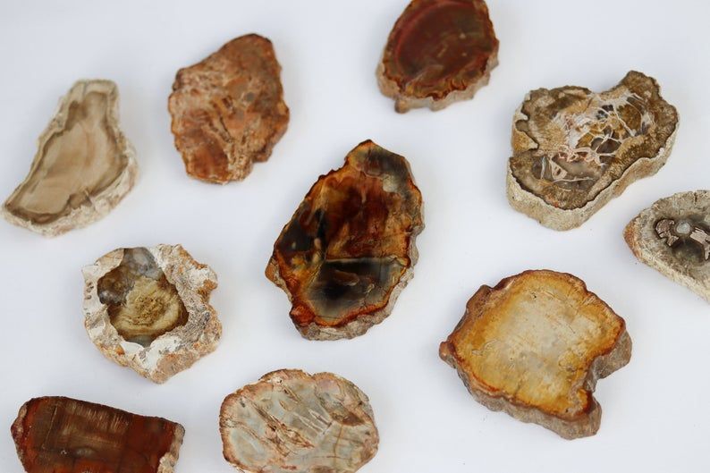 Petrified Wood Slice - Medium