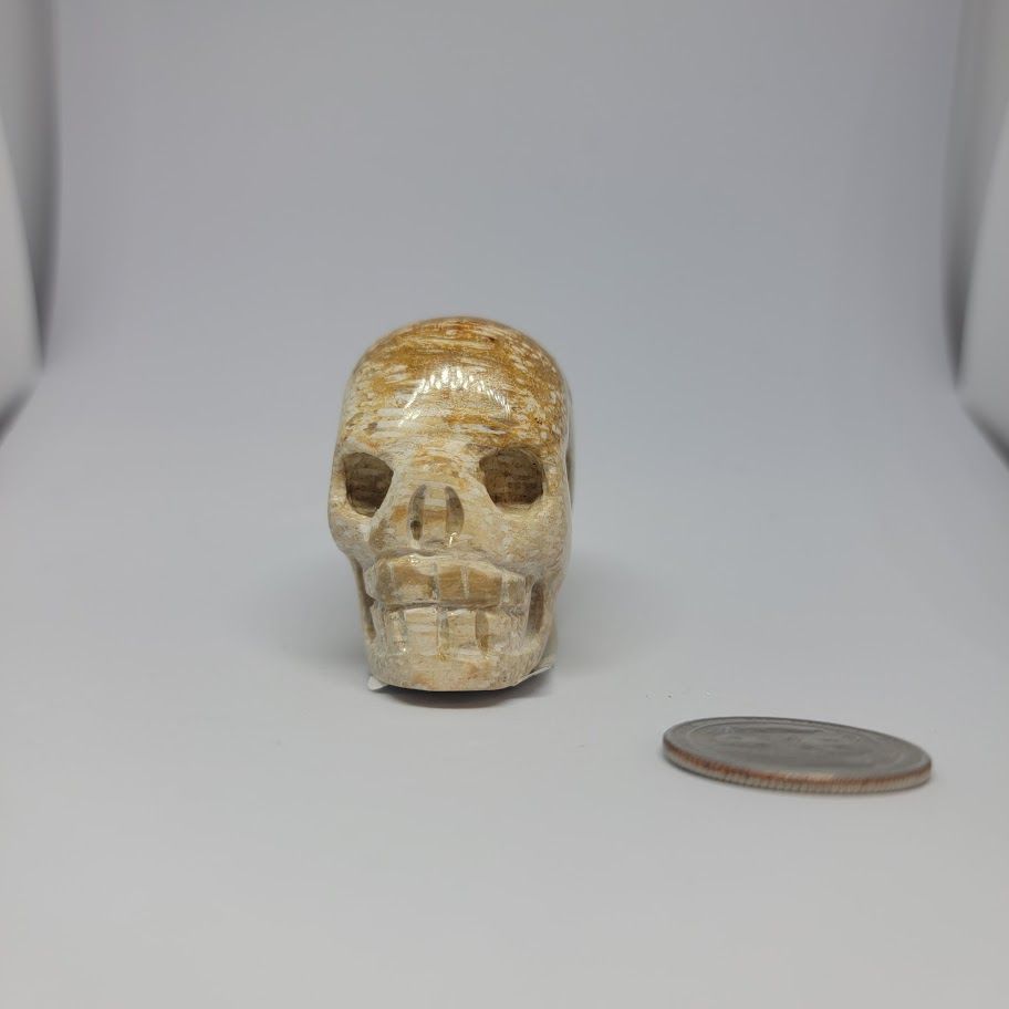 Palm Root Fossil Skull Sm