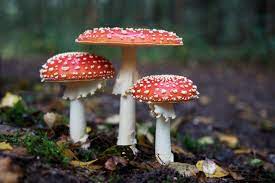 Healing Mushrooms