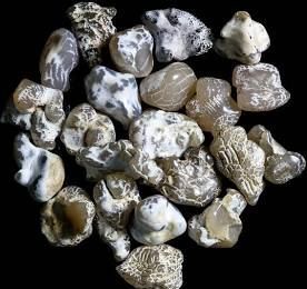 Snakeskin Agate XSmall