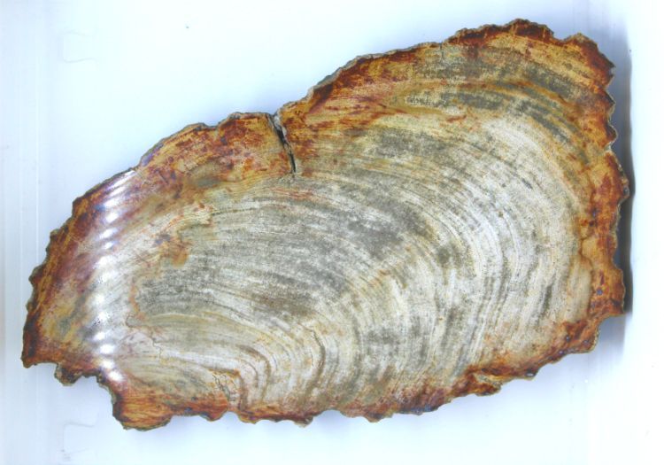 Petrified Wood Slice - Large