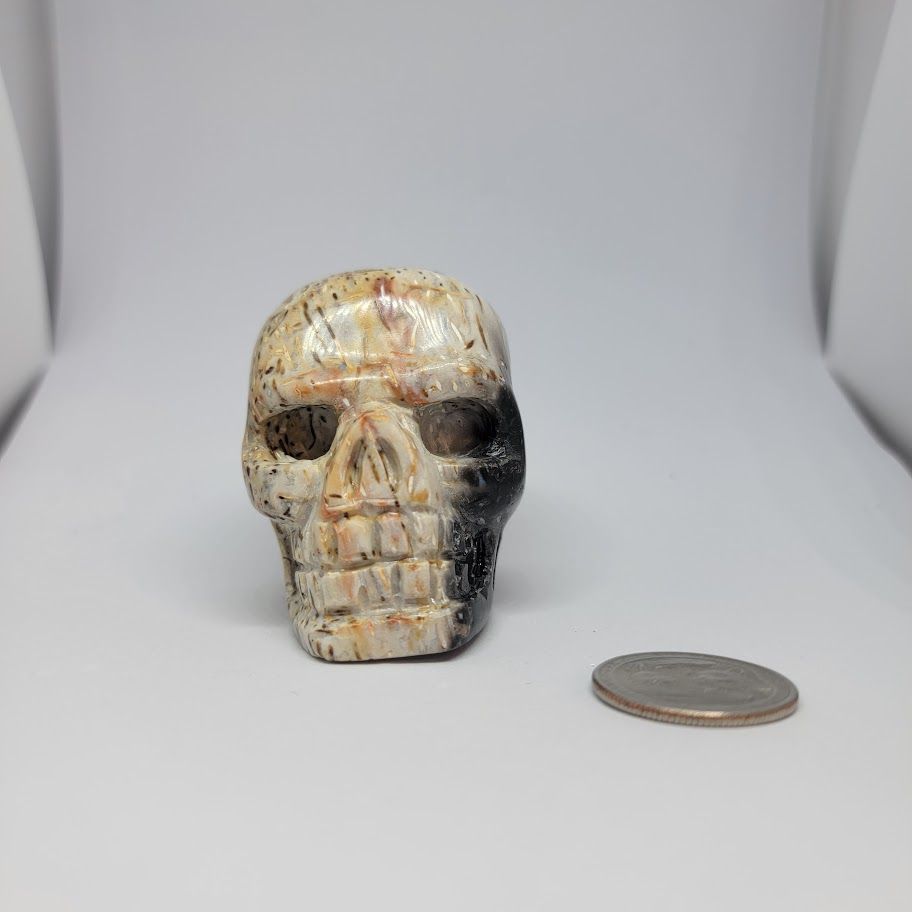 Palm Root Fossil Skull Lg