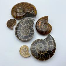 Ammonites (10-29g)