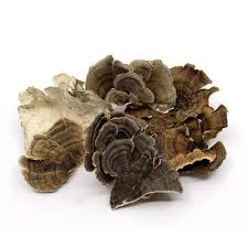 Turkey Tail Mushroom (1 oz)